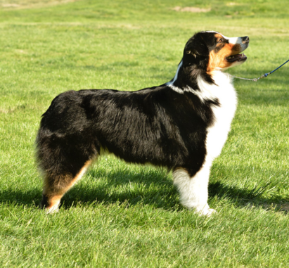 standard australian shepherd puppies for sale